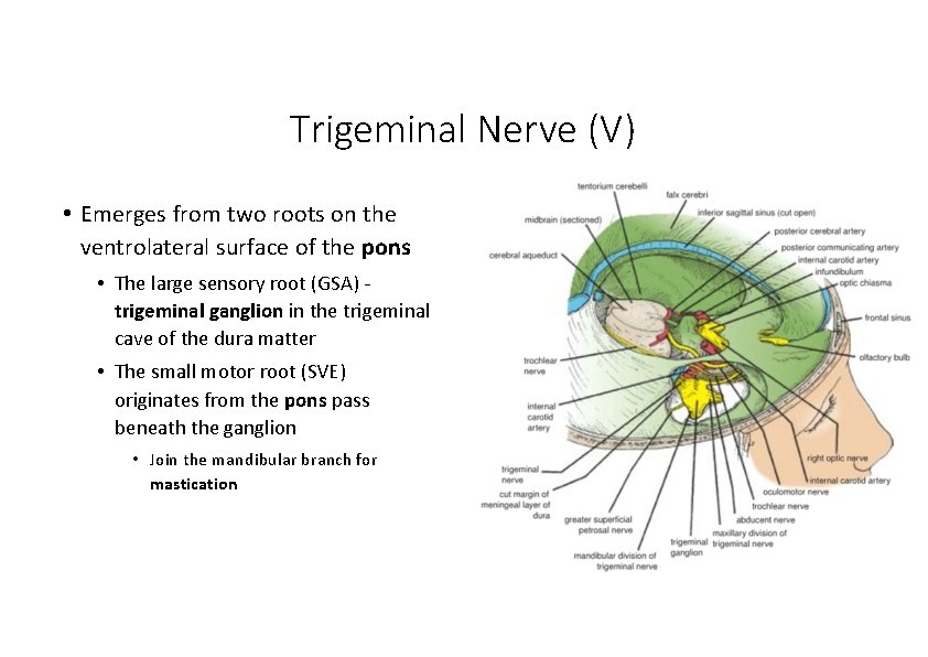 Trigeminal Nerve (V) • Emerges from two roots on the ventrolateral surface of the