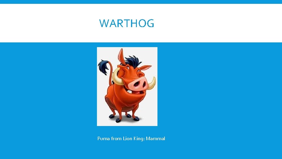 WARTHOG Puma from Lion King: Mammal 