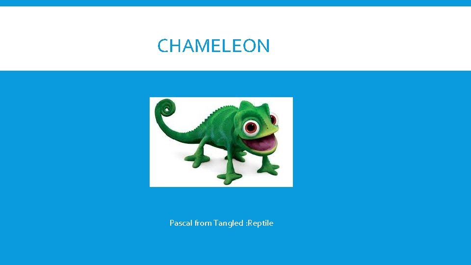 CHAMELEON Pascal from Tangled : Reptile 