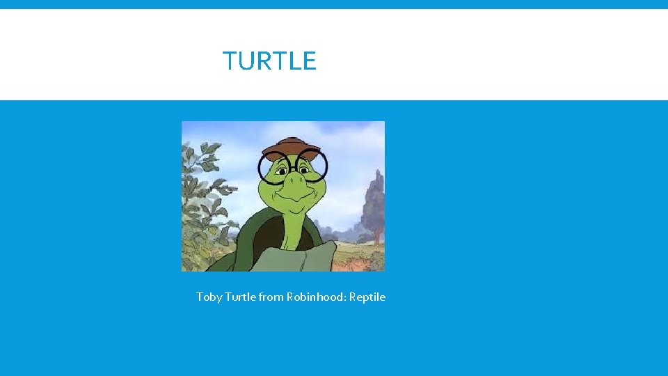 TURTLE Toby Turtle from Robinhood: Reptile 