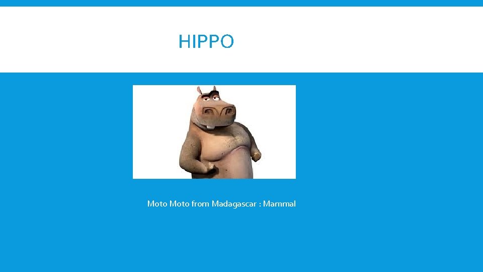 HIPPO Moto from Madagascar : Mammal 