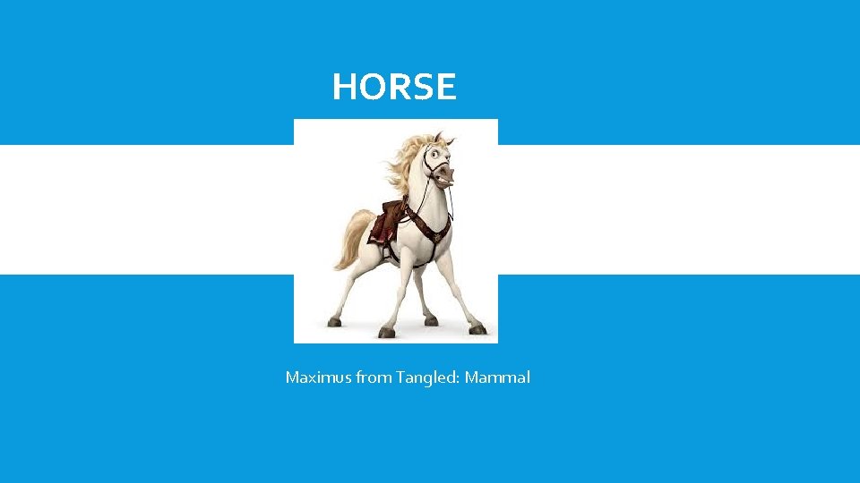 HORSE Maximus from Tangled: Mammal 