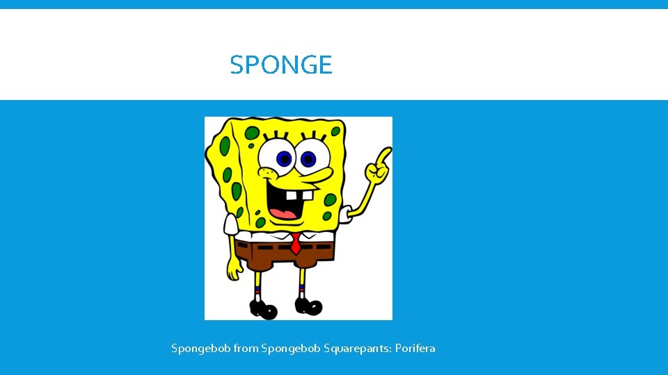 SPONGE Spongebob from Spongebob Squarepants: Porifera 