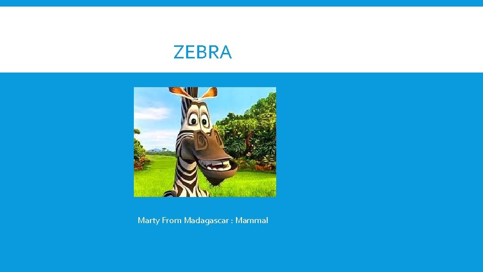 ZEBRA Marty From Madagascar : Mammal 