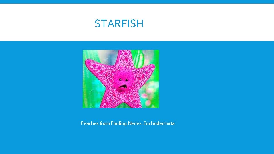 STARFISH Peaches from Finding Nemo: Enchodermata 