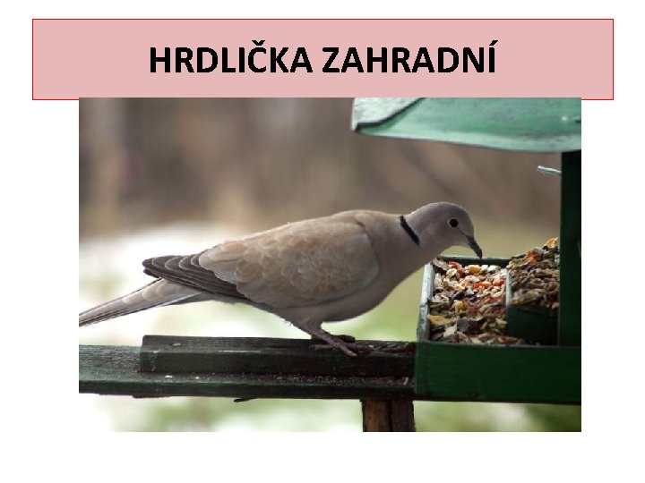 HRDLIČKA ZAHRADNÍ 