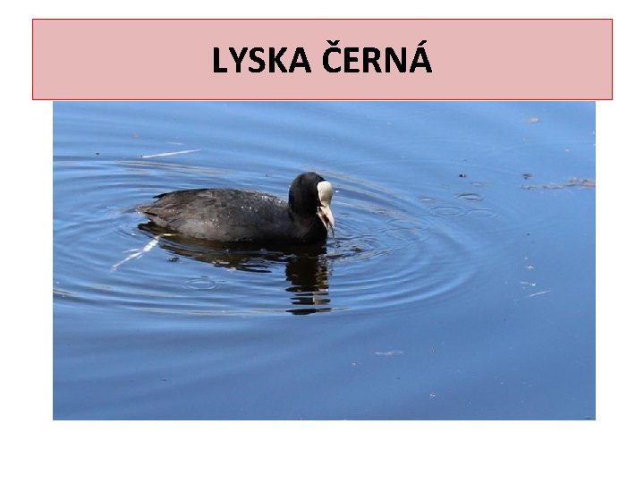 LYSKA ČERNÁ 