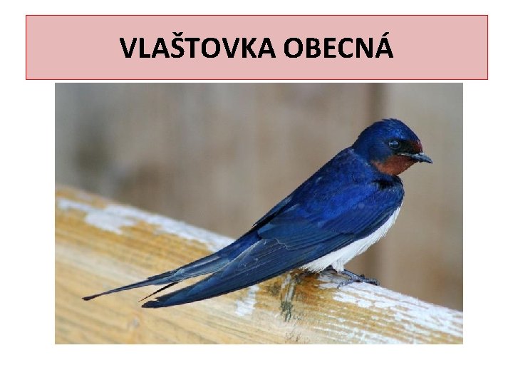 VLAŠTOVKA OBECNÁ 