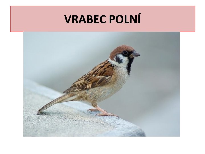 VRABEC POLNÍ 