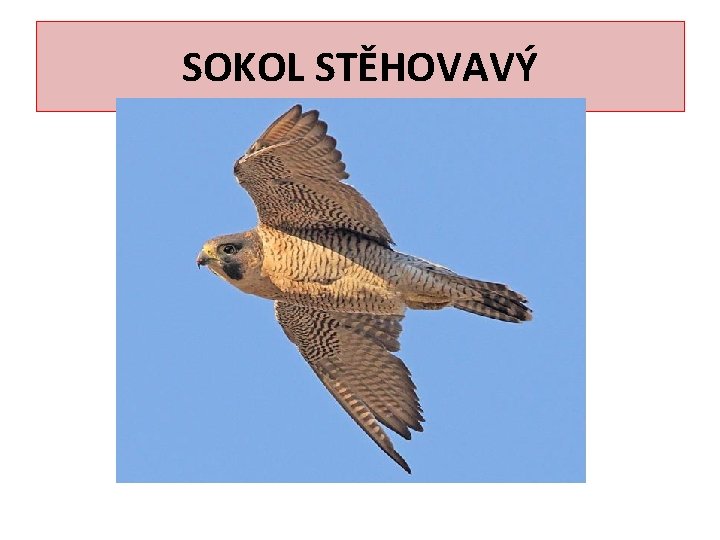 SOKOL STĚHOVAVÝ 