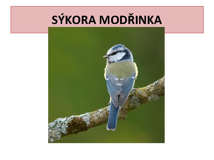 SÝKORA MODŘINKA 