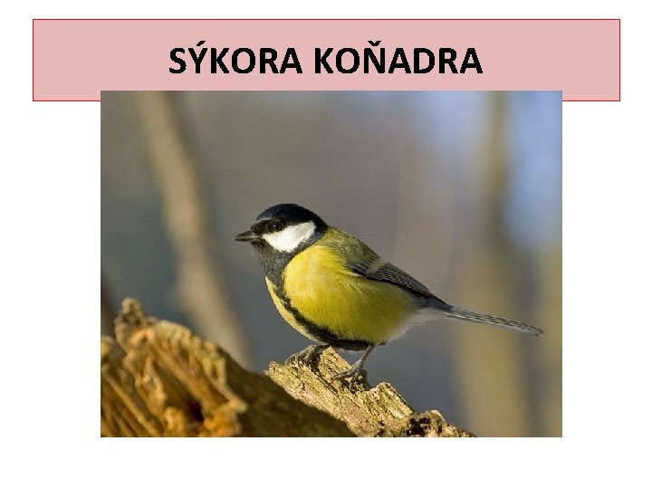 SÝKORA KOŇADRA 