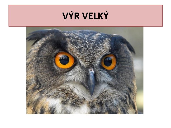 VÝR VELKÝ 