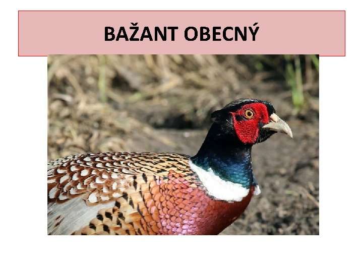 BAŽANT OBECNÝ 