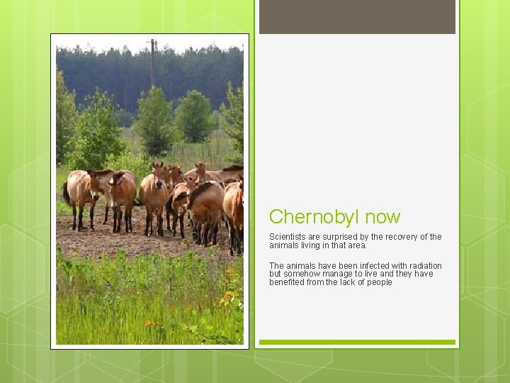 Chernobyl now Scientists are surprised by the recovery of the animals living in that