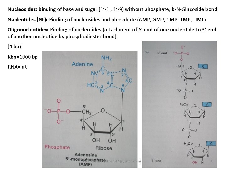 Nucleosides: binding of base and sugar (1’-1 , 1’-9) without phosphate, b-N-Glucoside bond Nucleotides