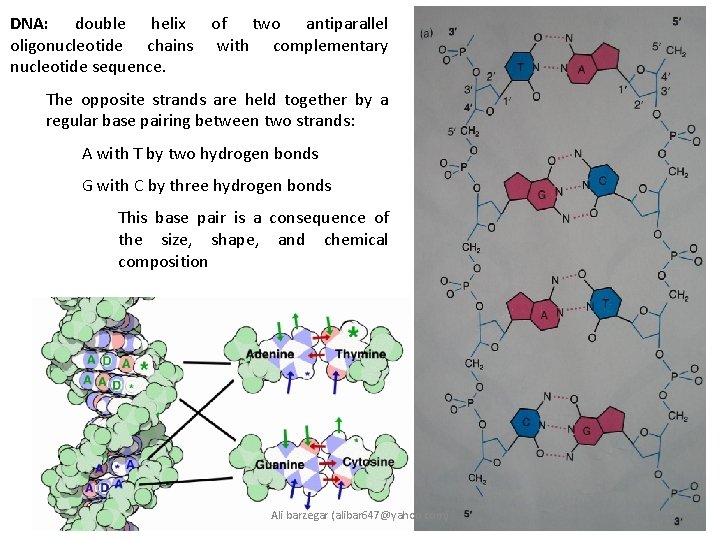 DNA: double helix oligonucleotide chains nucleotide sequence. of two antiparallel with complementary The opposite