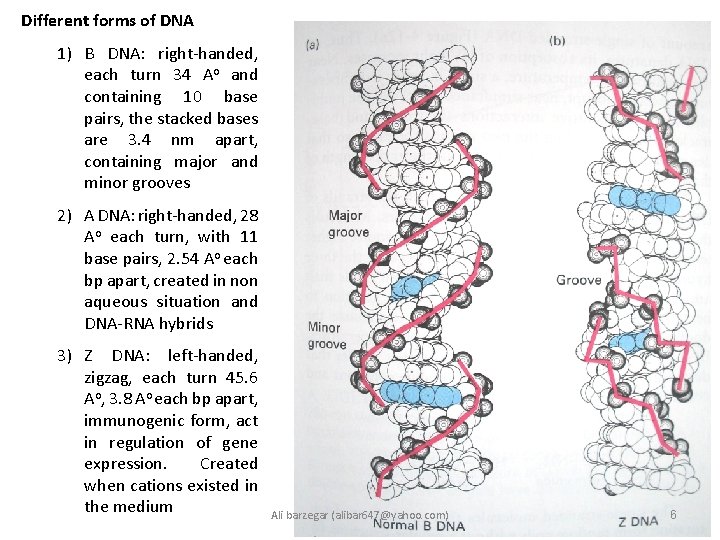 Different forms of DNA 1) B DNA: right-handed, each turn 34 Ao and containing