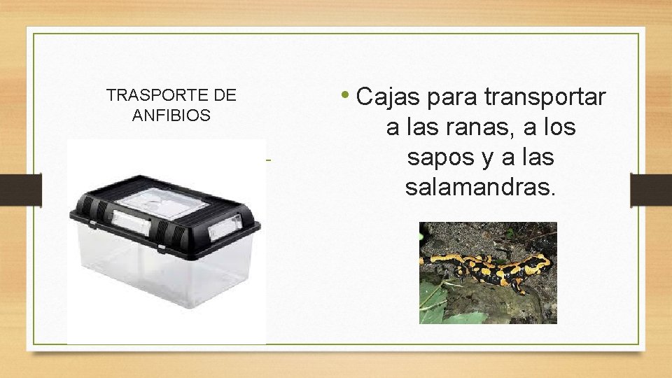 TRASPORTE DE ANFIBIOS • Cajas para transportar a las ranas, a los sapos y