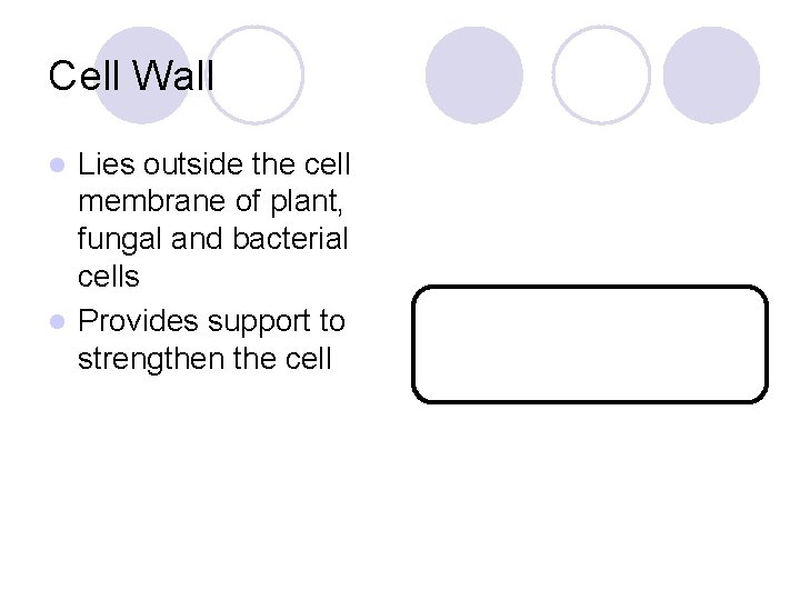 Cell Wall Lies outside the cell membrane of plant, fungal and bacterial cells l