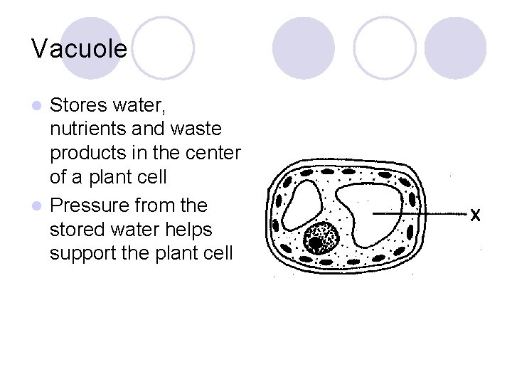 Vacuole Stores water, nutrients and waste products in the center of a plant cell