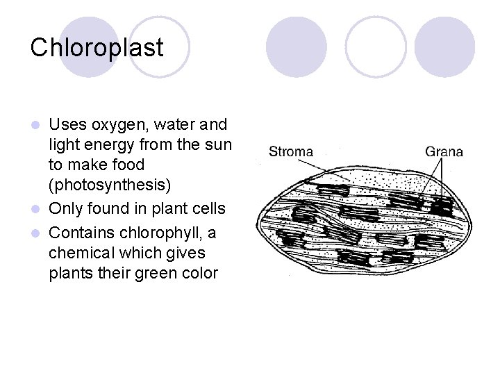 Chloroplast Uses oxygen, water and light energy from the sun to make food (photosynthesis)