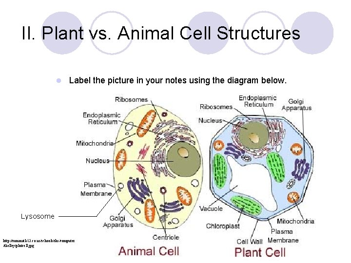 II. Plant vs. Animal Cell Structures l Label the picture in your notes using