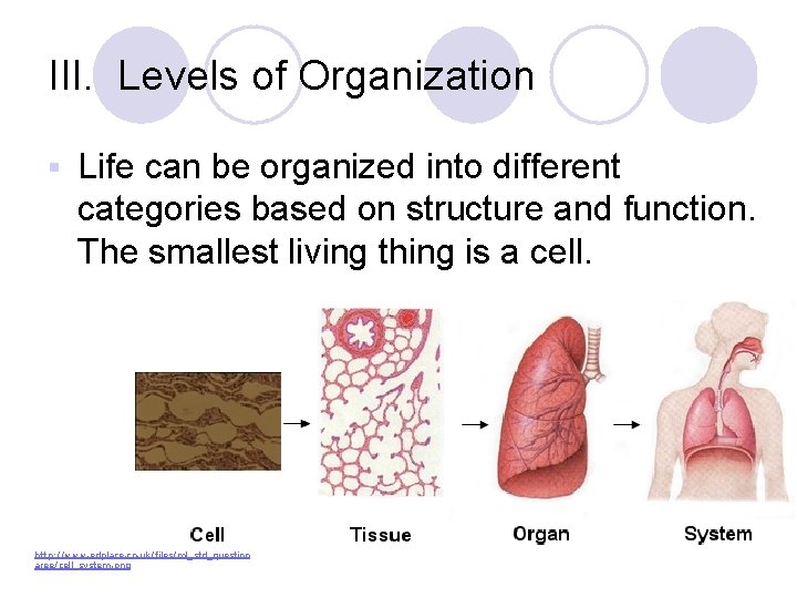III. Levels of Organization Life can be organized into different categories based on structure