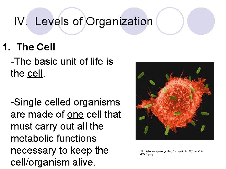 IV. Levels of Organization 1. The Cell -The basic unit of life is the
