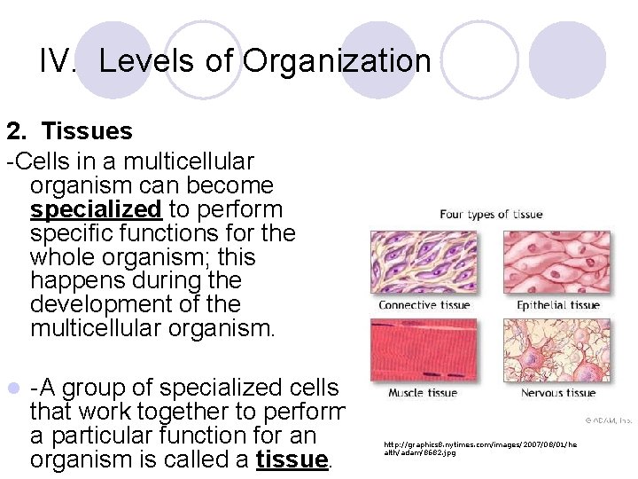 IV. Levels of Organization 2. Tissues -Cells in a multicellular organism can become specialized