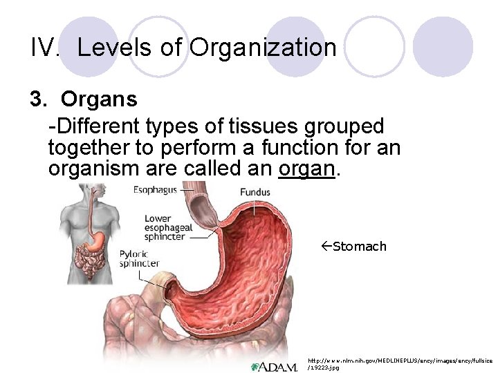IV. Levels of Organization 3. Organs -Different types of tissues grouped together to perform