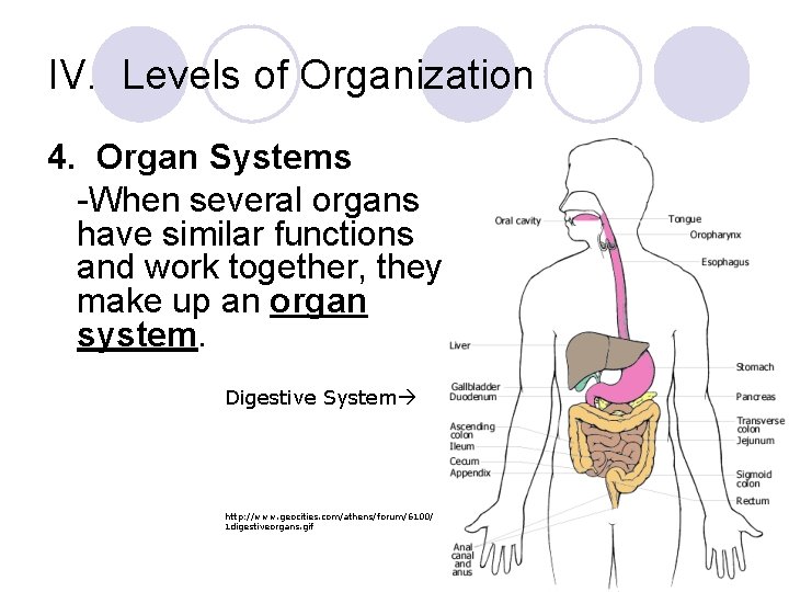 IV. Levels of Organization 4. Organ Systems -When several organs have similar functions and