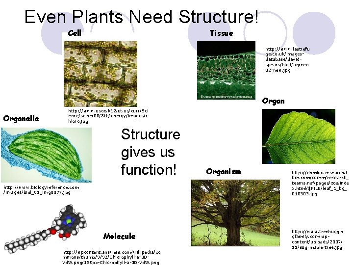 Even Plants Need Structure! Cell Tissue http: //www. lastrefu ge. co. uk/imagesdatabase/davidspears/big 1/agreen 02