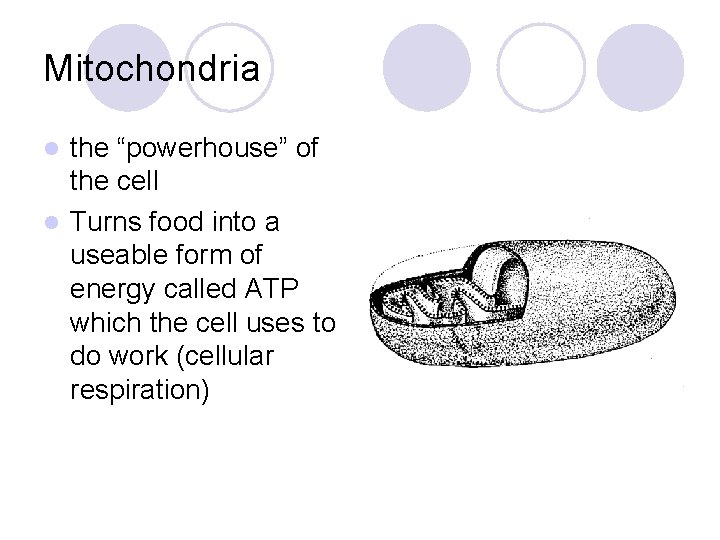 Mitochondria the “powerhouse” of the cell l Turns food into a useable form of