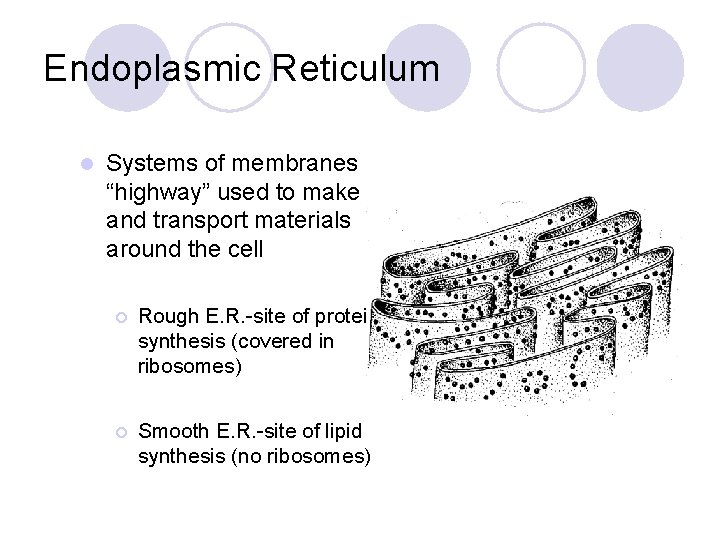 Endoplasmic Reticulum l Systems of membranes “highway” used to make and transport materials around