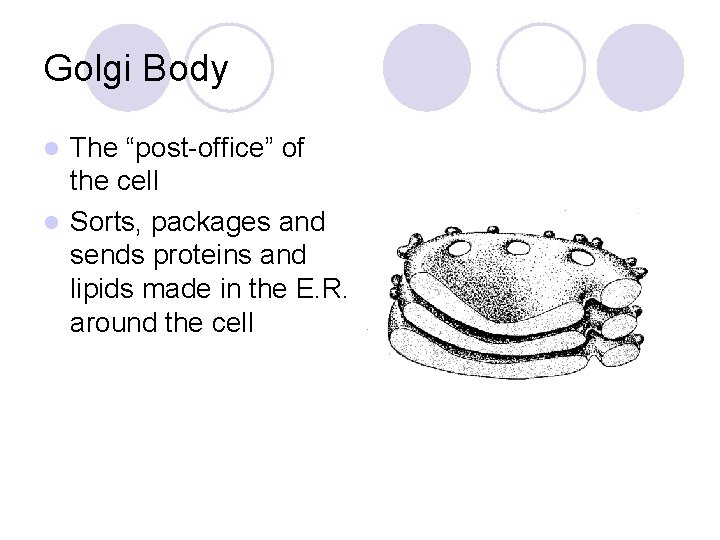 Golgi Body The “post-office” of the cell l Sorts, packages and sends proteins and