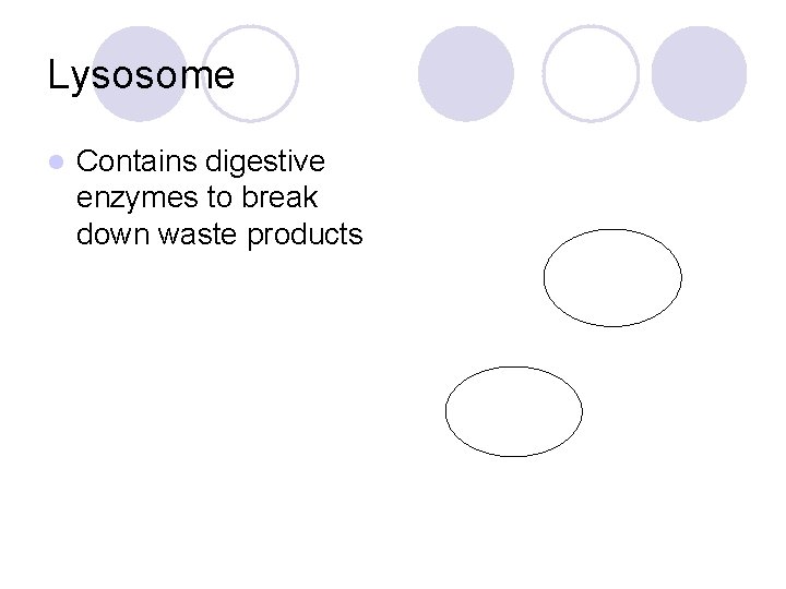Lysosome l Contains digestive enzymes to break down waste products 