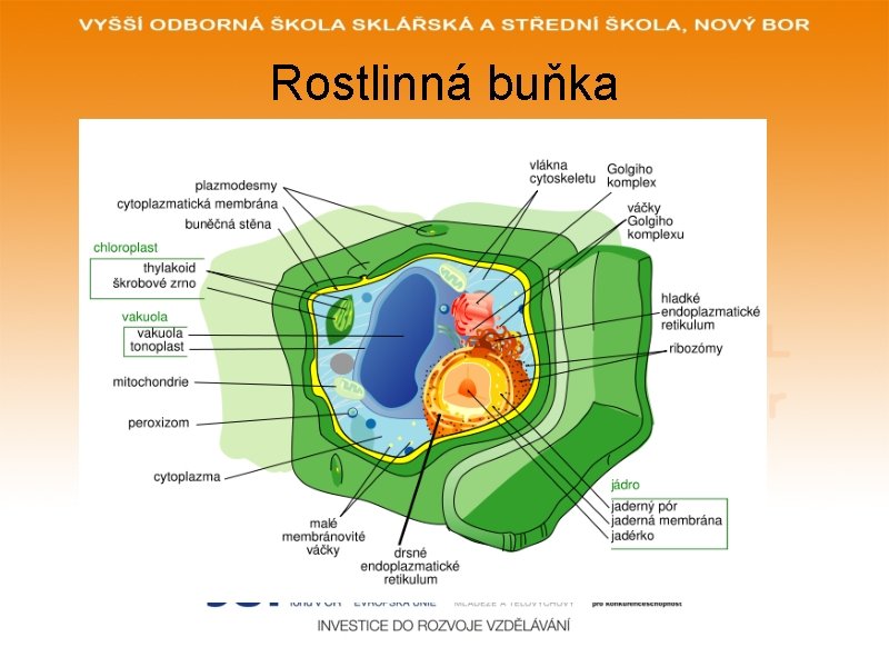 Rostlinná buňka 