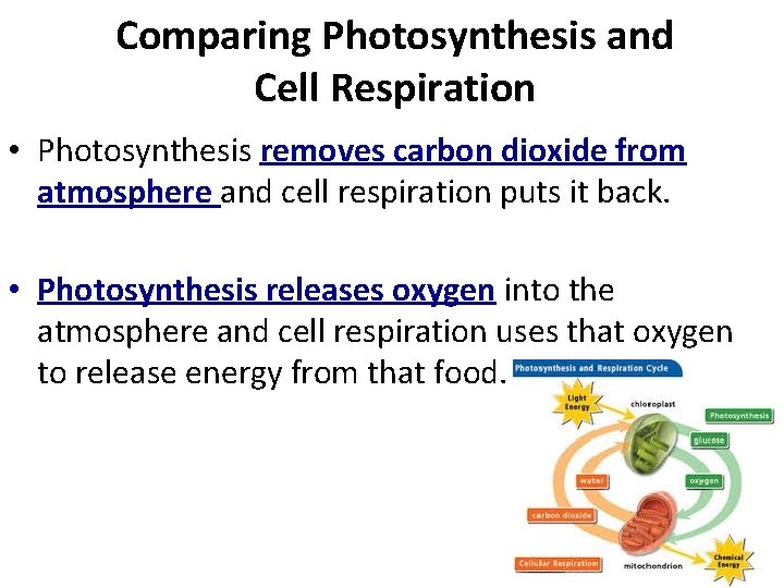 Comparing Photosynthesis and Cell Respiration • Photosynthesis removes carbon dioxide from atmosphere and cell