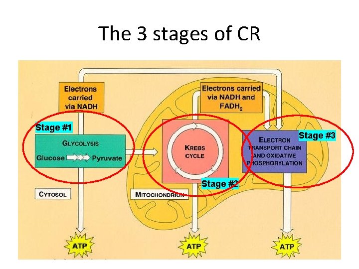The 3 stages of CR Stage #1 Stage #3 Stage #2 