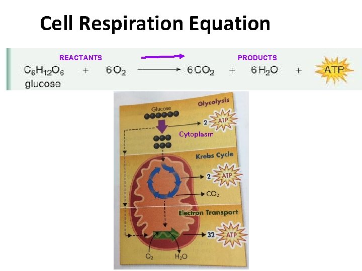Cell Respiration Equation REACTANTS PRODUCTS Cytoplasm 