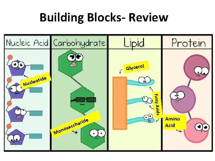 Building Blocks- Review l Glycero de N oti e l c u Fatty Acids