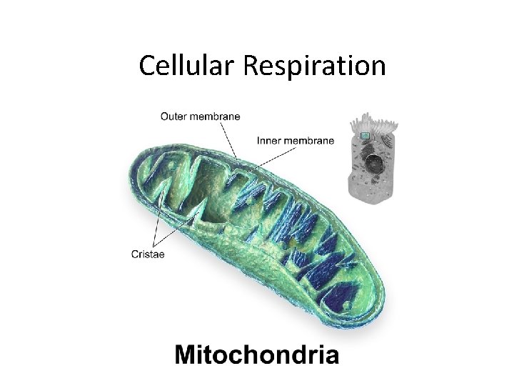 Cellular Respiration 