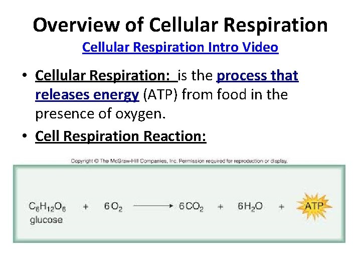 Overview of Cellular Respiration Intro Video • Cellular Respiration: is the process that releases