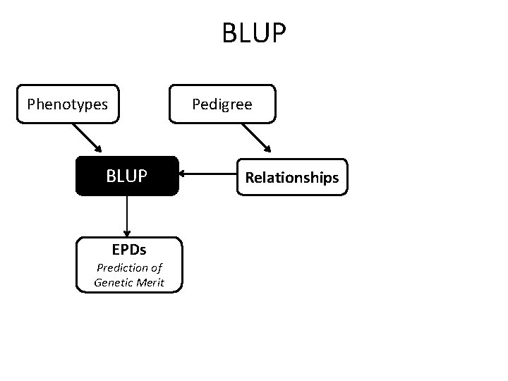 BLUP Phenotypes Pedigree BLUP EPDs Prediction of Genetic Merit Relationships 