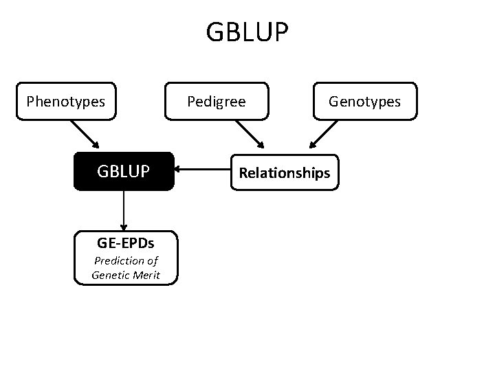GBLUP Phenotypes GBLUP GE-EPDs Prediction of Genetic Merit Pedigree Genotypes Relationships 