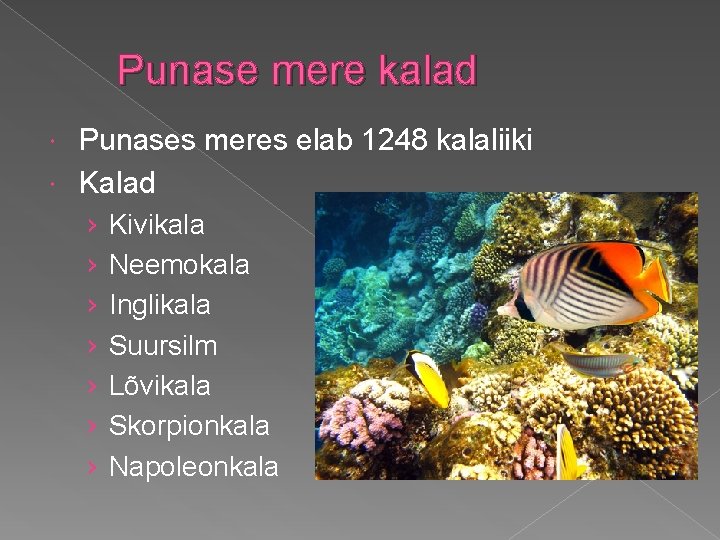 Punase mere kalad Punases meres elab 1248 kalaliiki Kalad › › › › Kivikala