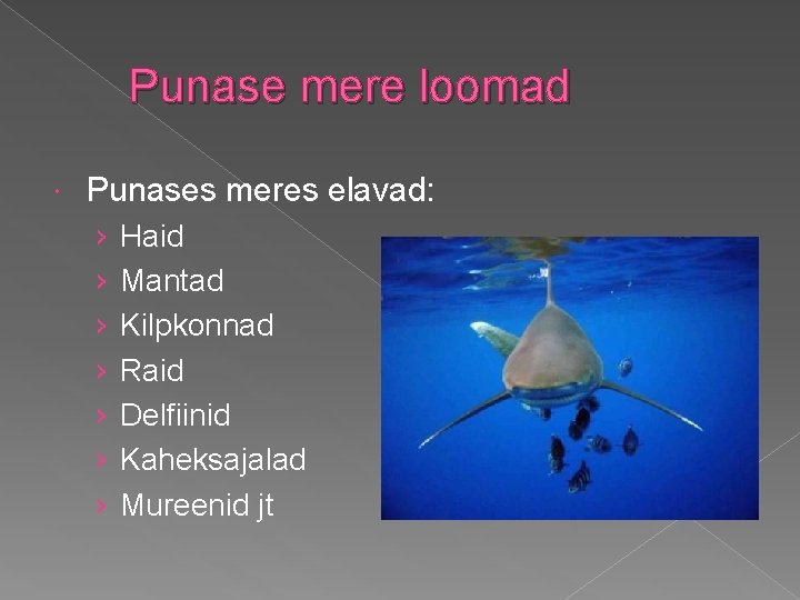 Punase mere loomad Punases meres elavad: › › › › Haid Mantad Kilpkonnad Raid