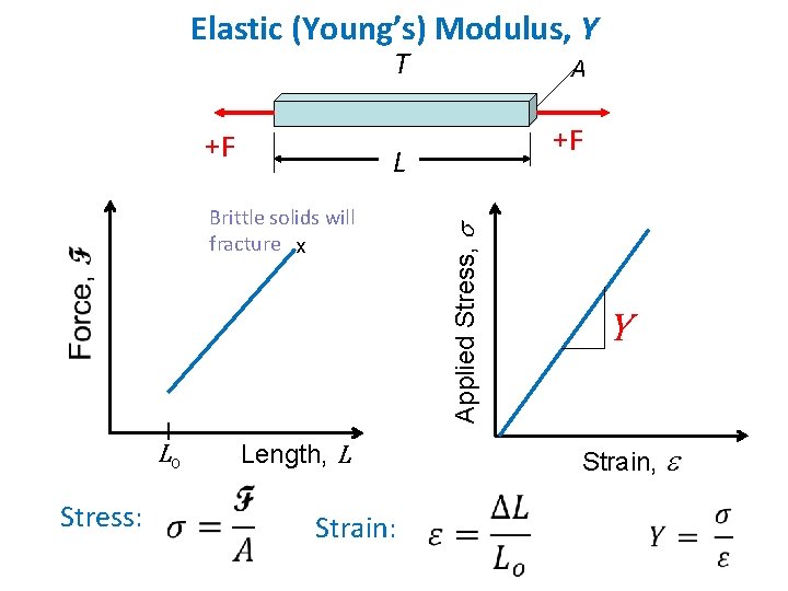 Elastic (Young’s) Modulus, Y T +F Stress: +F Length, L Strain: Applied Stress, s