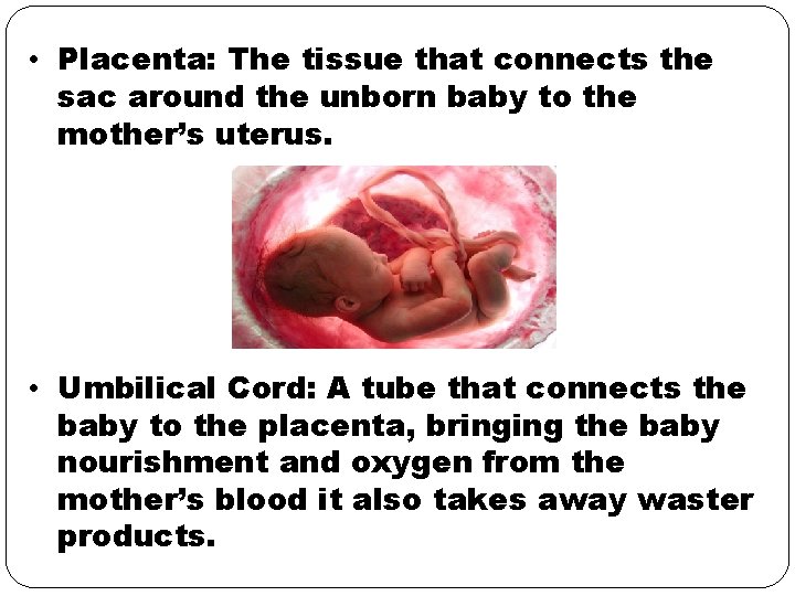  • Placenta: The tissue that connects the sac around the unborn baby to